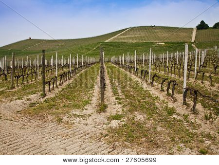 สวนไวน์ Barbera - อิตาลี