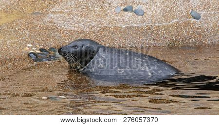 Earless seal in the zoo park