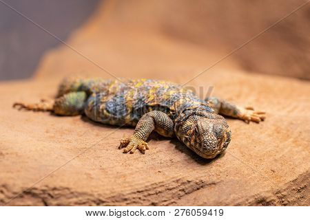 Ornate Spiny Tailed Lizard, Uromastyx Ornata, Resting On A Rock