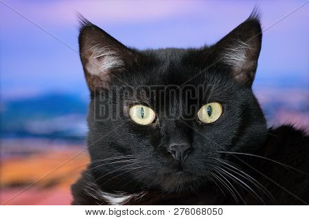 Chomutov, Czech Republic - December 23, 2018: Black Cat Violka In Living Room