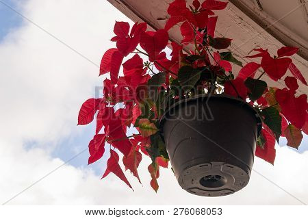 Flaming Red Poinsettia Plant (euphorbia Pulcherrima) In Black Pot Hanging From Ceiling Outdoors, Par
