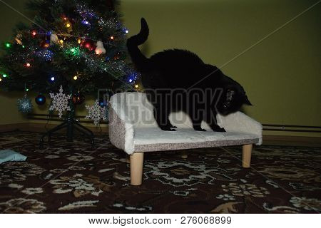 Chomutov, Czech Republic - December 24, 2018: Black Cat Violka On Cat Chair