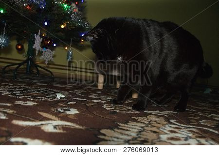 Chomutov, Czech Republic - December 24, 2018: Black Cat Violka And Robotic Beetle