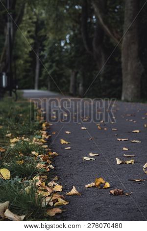 Moody Photo Of The Road In A Park, Between Woods - Desaturated, Vintage Look