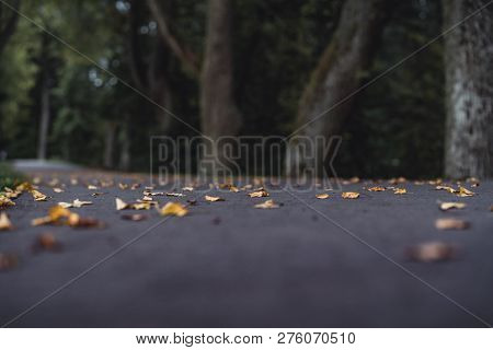 Moody Photo Of The Road In A Park, Between Woods - Desaturated, Vintage Look