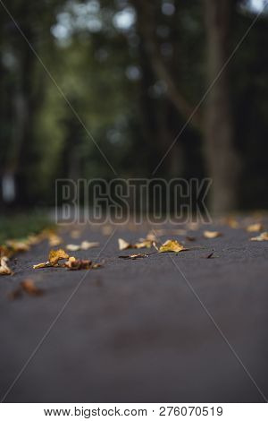 Moody Photo Of The Road In A Park, Between Woods - Desaturated, Vintage Look