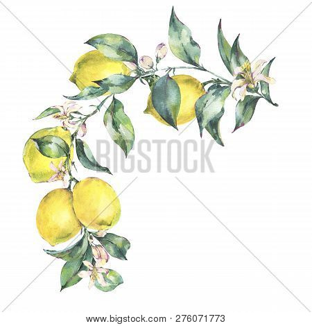 Watercolor Vintage Wreath, Branch Of Yellow Fruit Lemo