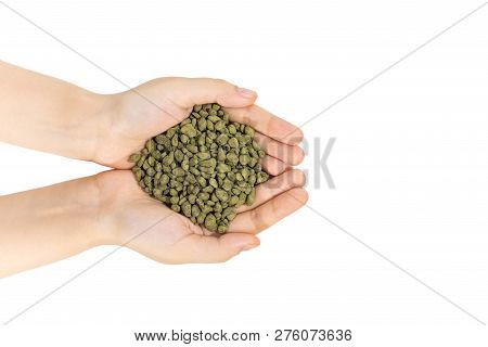 Ginseng Oolong Tea Bunch In Female Hands, Close Up, Isolated. Chinese Oolong Tea Drink Rolled In Gin