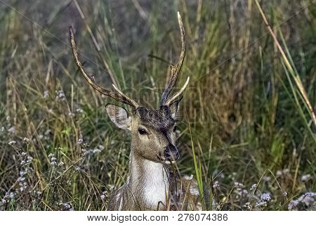 Portrait Of Young Male Chital Or Cheetal (axis Axis), Also Known As Spotted Deer Or Axis Deer - Jim 