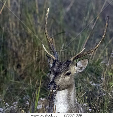 Portrait Of Young Male Chital Or Cheetal (axis Axis), Also Known As Spotted Deer Or Axis Deer - Jim 