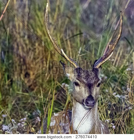 Portrait Of Young Male Chital Or Cheetal (axis Axis), Also Known As Spotted Deer Or Axis Deer - Jim 