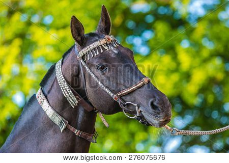 Beautiful Dark Brown Akhal Teke Horse With Silver And Red Show Halter On, Close Up Portrait, Detail 