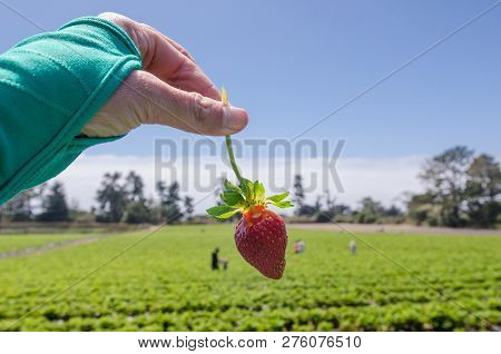 Hand Holds A Ripe Strawberry, Freshly Picked From A Farm
