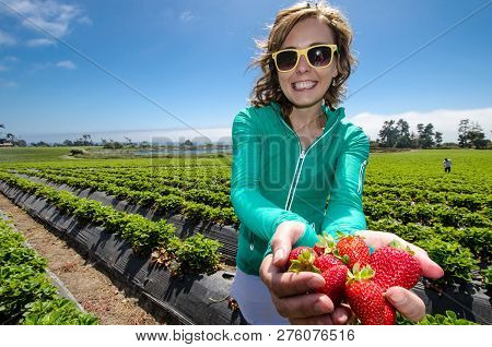 Smiling Woman Picking Strawberries In A Field At A Farm, Holding A Batch Of Ripe Berries In Her Hand