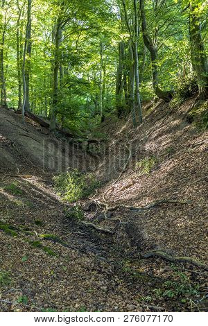 Wild Tiefenbach Trail In The Forest Of Sankt Wendel