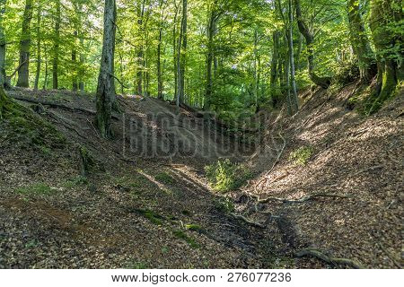 Wild Tiefenbach Trail In The Forest Of Sankt Wendel