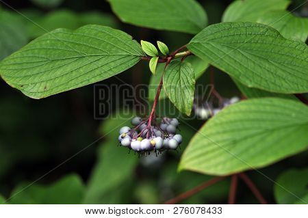 Close Up Of  Frangula Leaves And Berries.