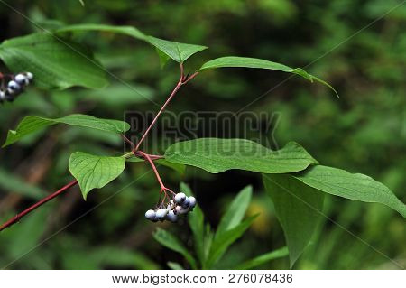 Close Up Of  Frangula Leaves And Berries.