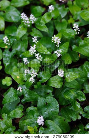 White Flowers With Green Leaves Background. Close Up.