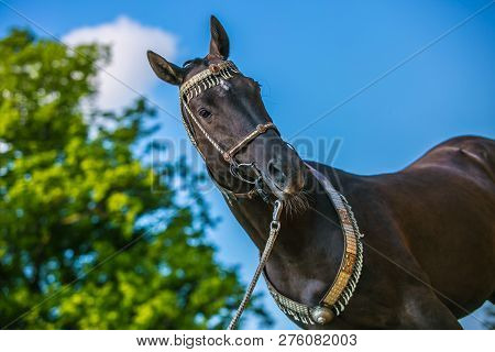 Graceful Dark Brown Akhal Teke Horse With Silver And Red Show Halter And A Lead On Standing In A Pas