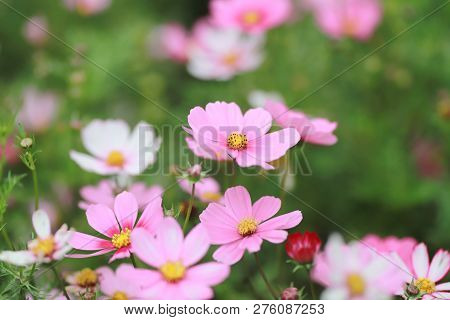 A Cosmos Bipinnatus Cloroful Flowers Garden In Spring