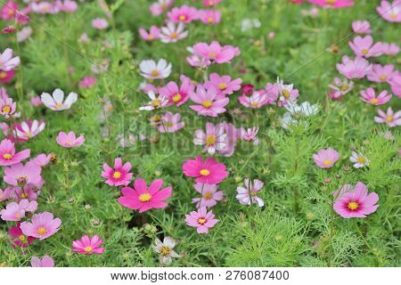 Cosmos Flower Cosmos Bipinnatus With Blurred Back Ground