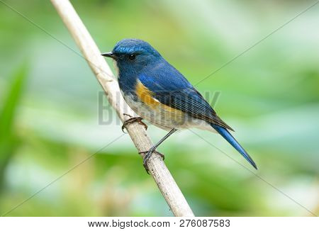 Beautiful Male Himalayan Bluetail (tarsiger Rufilatus) In Thai Forest