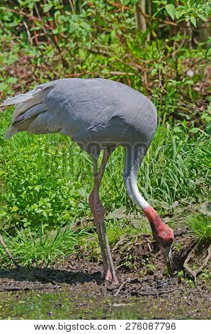 Picture Of The Sarus Crane (grus Antigone)
