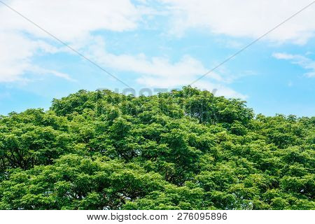 Spring Time, Top Of Large Eastindian Walnut, Raintree Or Samanea Saman Green Tree With Blue Sky And 