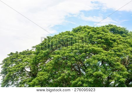 Spring Time, Top Of Large Eastindian Walnut, Raintree Or Samanea Saman Green Tree With Blue Sky And 