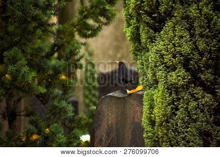 Common Blackbird Sitting On Tombstone At Autumn Day