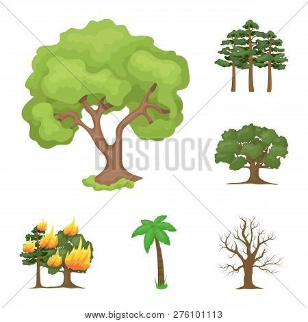 Vector Illustration Of Tree  And Forest Icon. Set Of Tree  And Green Stock Vector Illustration.