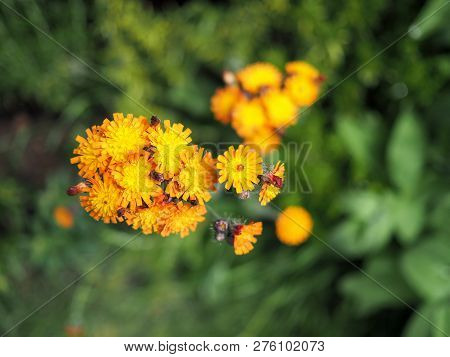 Orange Hawk Eye Or Hawkweed Wild Flower In Bloom With Green Background