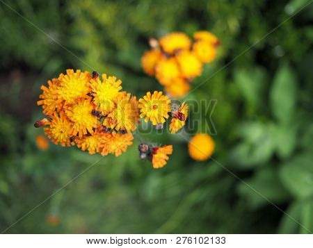 Orange Hawk Eye Or Hawkweed Wild Flower In Bloom With Green Background