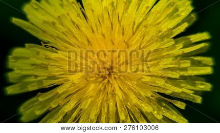 Dendelion - Sunflower On A Spring Meadow