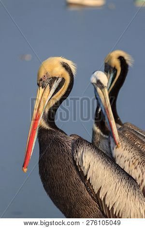 Pelican Swimming In The Ocean In Peru