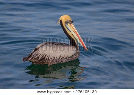Pelican Swimming In The Ocean In Peru