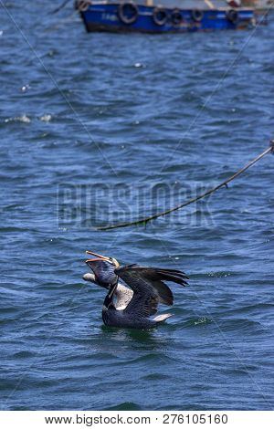 Pelican Swimming In The Ocean In Peru