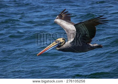 Pelican Swimming In The Ocean In Peru