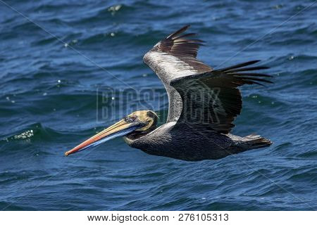 Pelican Swimming In The Ocean In Peru