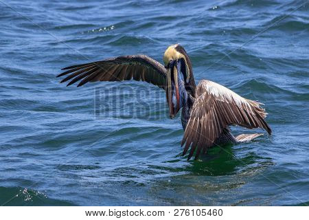 Pelican Swimming In The Ocean In Peru