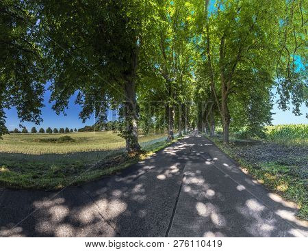 Scenic Tree Alley In The Island Of Usedom