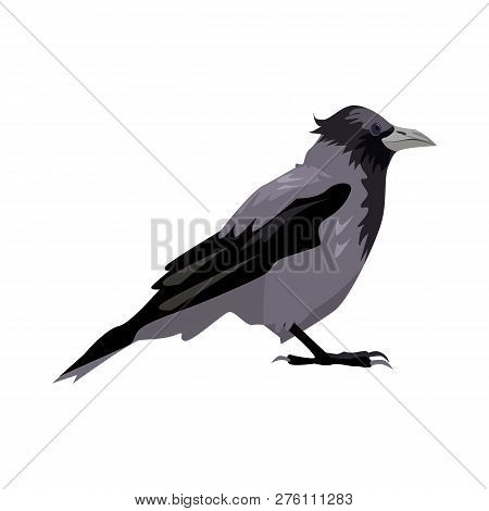 Black And Gray Craw Illustration. Bird, Black, Gray, Wings. Nature Life Concept. Vector Illustration