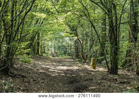 Scenic Tiefenbach Path In The Forest Of Sankt Wendel In Summer