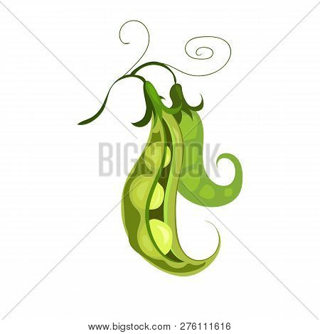 Green Mangetout Illustration. Vegetable, Ground, Growth, Food. Farming Concept. Vector Illustration 