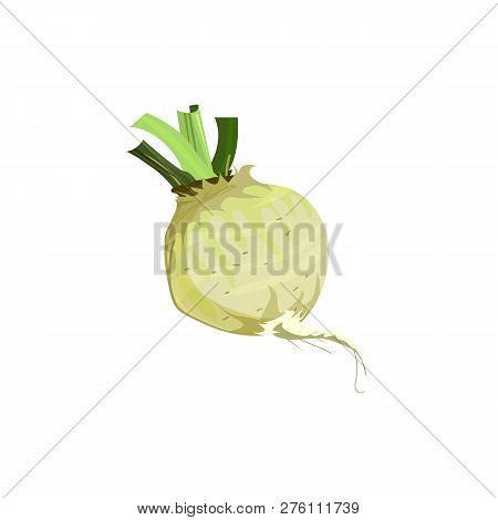 Horseradish Root Illustration. Vegetable, Ground, Growth, Food. Farming Concept. Vector Illustration