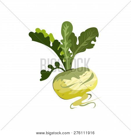 Radish Root Illustration. Vegetable, Ground, Growth, Food. Farming Concept. Vector Illustration Can 