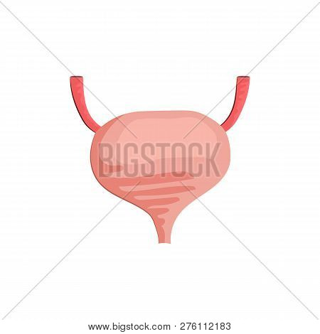 Urinary Tract Illustration. Red, Organ, Body, Human. Medicine Concept. Vector Illustration Can Be Us