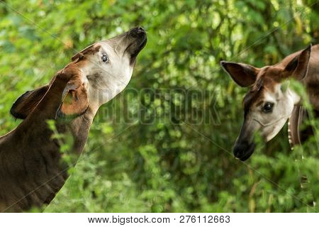Okapi (okapia Johnstoni), Forest Giraffe Or Zebra Giraffe, Artiodactyl Mammal Native To Jungle Or Tr