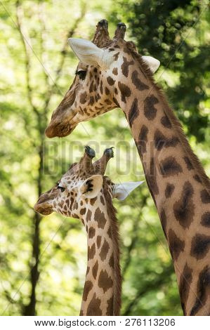 The Giraffe (giraffa Camelopardalis), African Even-toed Ungulate Mammal, The Tallest Of All Extant L